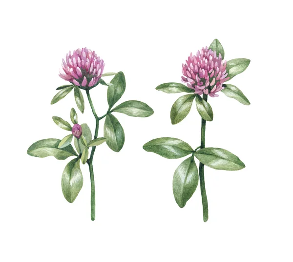 Watercolor clover flowers — Stock Photo, Image