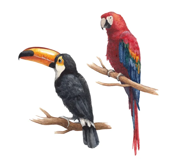 Toucan and parrot drawings — Stock Photo, Image