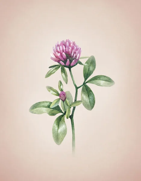 Ακουαρέλα τριφύλλι λουλούδι — Φωτογραφία Αρχείου