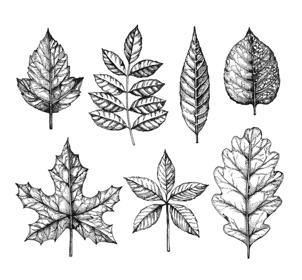 Εικονογράφηση φύλλα — Φωτογραφία Αρχείου