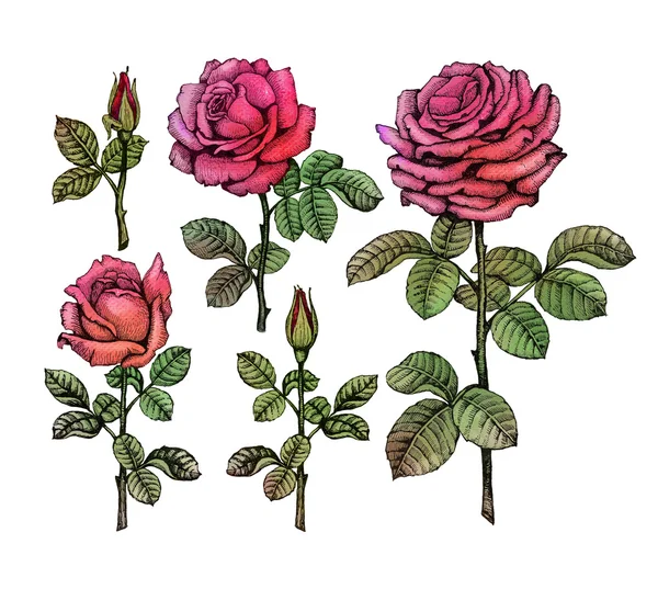 Rose illustrations — Stock Photo, Image