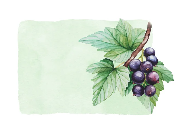 Akvarell svarta vinbär illustration — Stockfoto