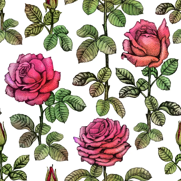 Seamless pattern with rose illustrations — Stock Photo, Image