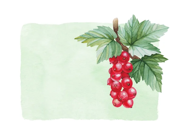 Watercolor illustrations of red currants — Stock Photo, Image