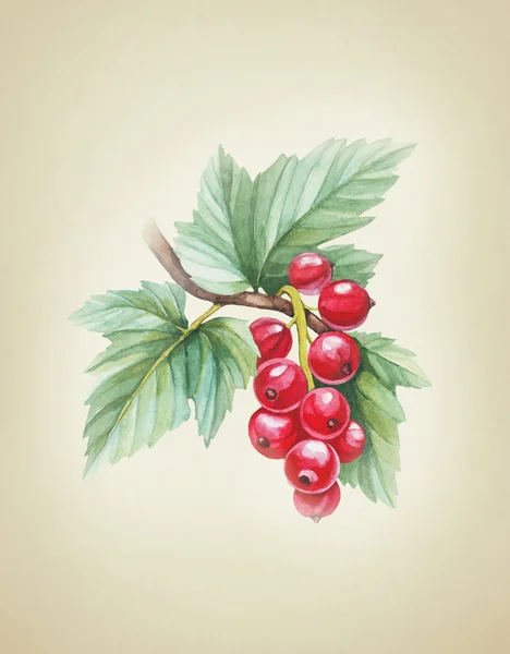 Watercolor illustrations of red currants — Stock Photo, Image