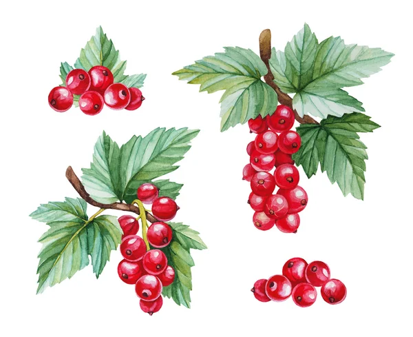 Akvarell illustrationer av röda vinbär — Stockfoto