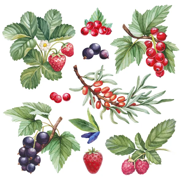 Aquarell-Illustrationen von Beeren — Stockfoto