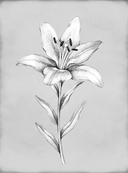 ユリの花の鉛筆画 — ストック写真