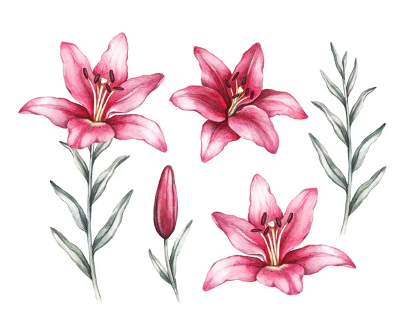 Lily çiçek Çizim — Stok fotoğraf