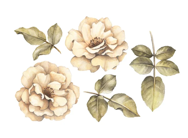 Pencil drawing of roses — Stock Photo, Image
