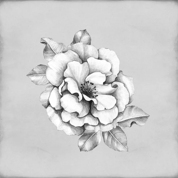 Tužka, kreslení růže — Stock fotografie