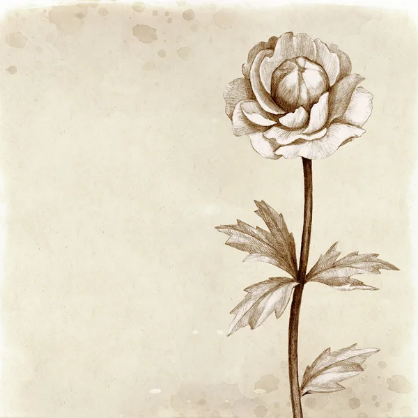 Kır çiçeği illüstrasyon. Antika arka plan — Stok fotoğraf