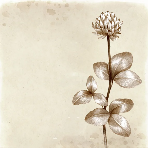 Wild flower illustratie. Vintage achtergrond — Stockfoto