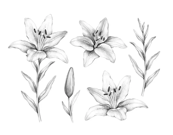 pencil drawings of tiger lilies