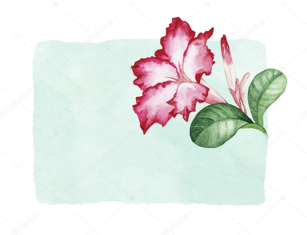 Watercolor llustration of tropical flower