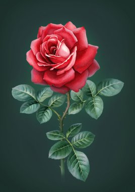 Gül çiçek suluboya çizimi