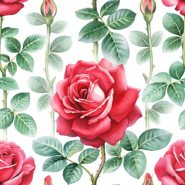 Suluboya gül çiçek Çizim. Seamless modeli