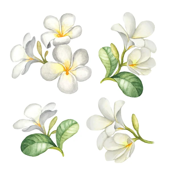 Ilustraciones de acuarela de flores tropicales — Foto de Stock