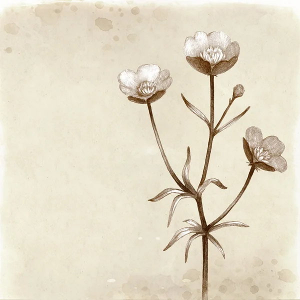 Illustration de fleurs sauvages. Fond vintage — Photo