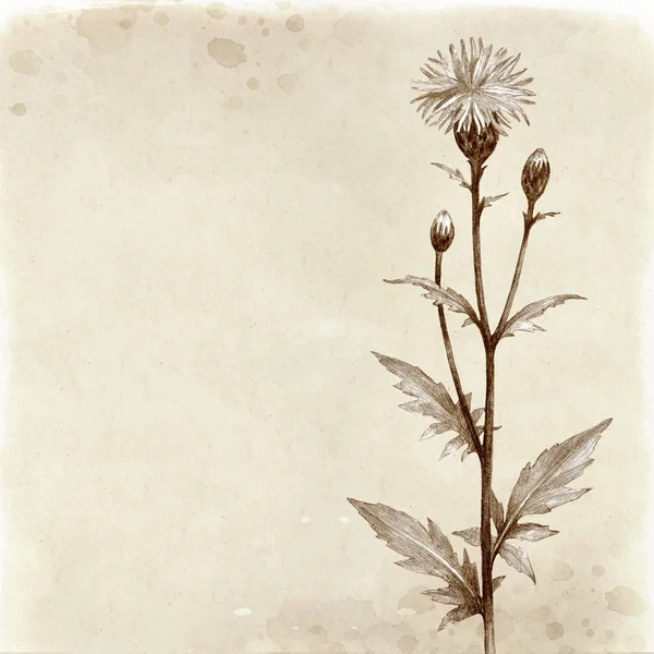 Illustration de fleurs sauvages. Fond vintage — Photo