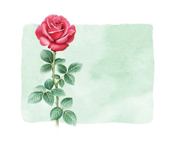 Akvarell illusztrációja Rózsa virág — Stock Fotó