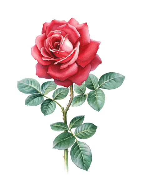 Акварельна ілюстрація квітки троянди — стокове фото