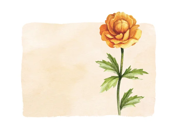 Aquarelle fleur sauvage illustration — Photo