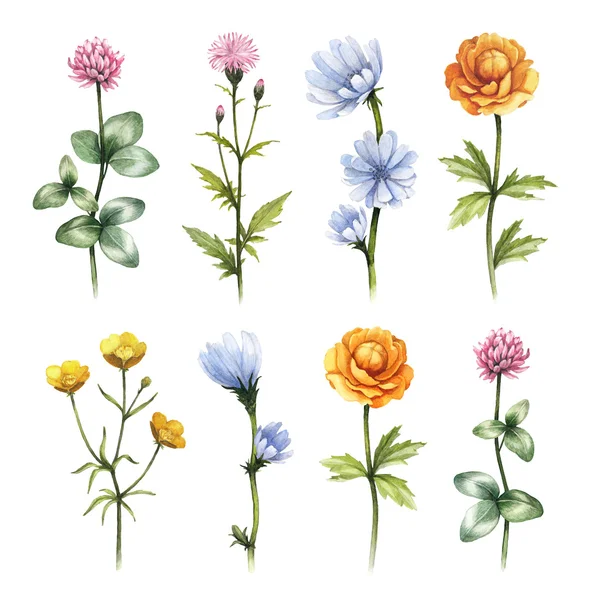 Aquarela flores selvagens ilustrações — Fotografia de Stock
