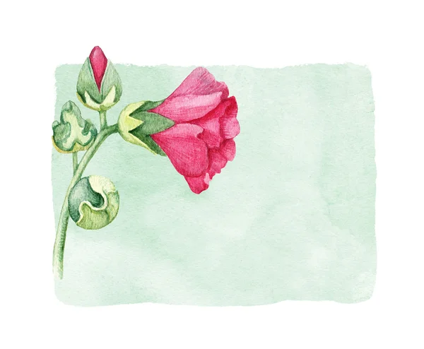 Akvarel ilustrace sléz květ — Stock fotografie