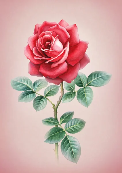 Acuarela ilustración de flor de rosa — Foto de Stock