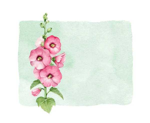 Watercolor illustration of mallow flower — Stock Photo, Image