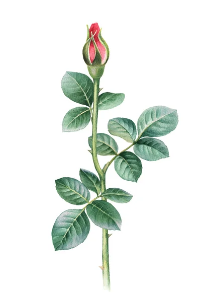 Акварель с цветком розы — стоковое фото