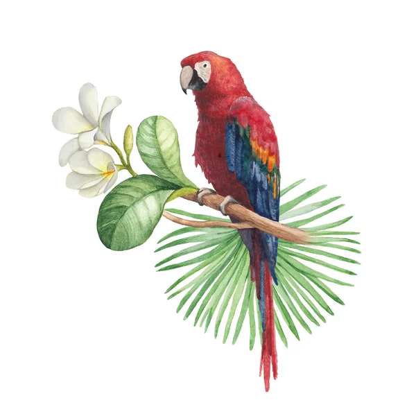 Akvarell illusztrációja trópusi virágok és papagáj — Stock Fotó
