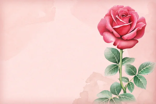 Acuarela ilustración de flor de rosa — Foto de Stock