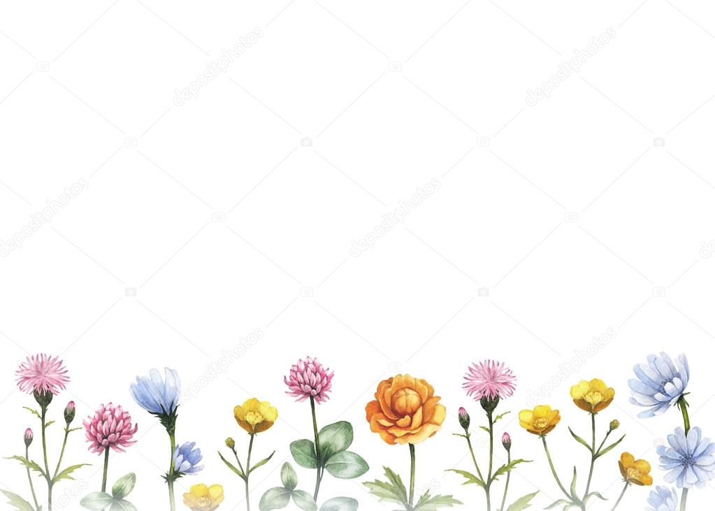 水彩の野生の花 夏の背景 ストック写真 C Sashsmir 水彩の野生の花 夏の背景 ストック写真 C Sashsmir