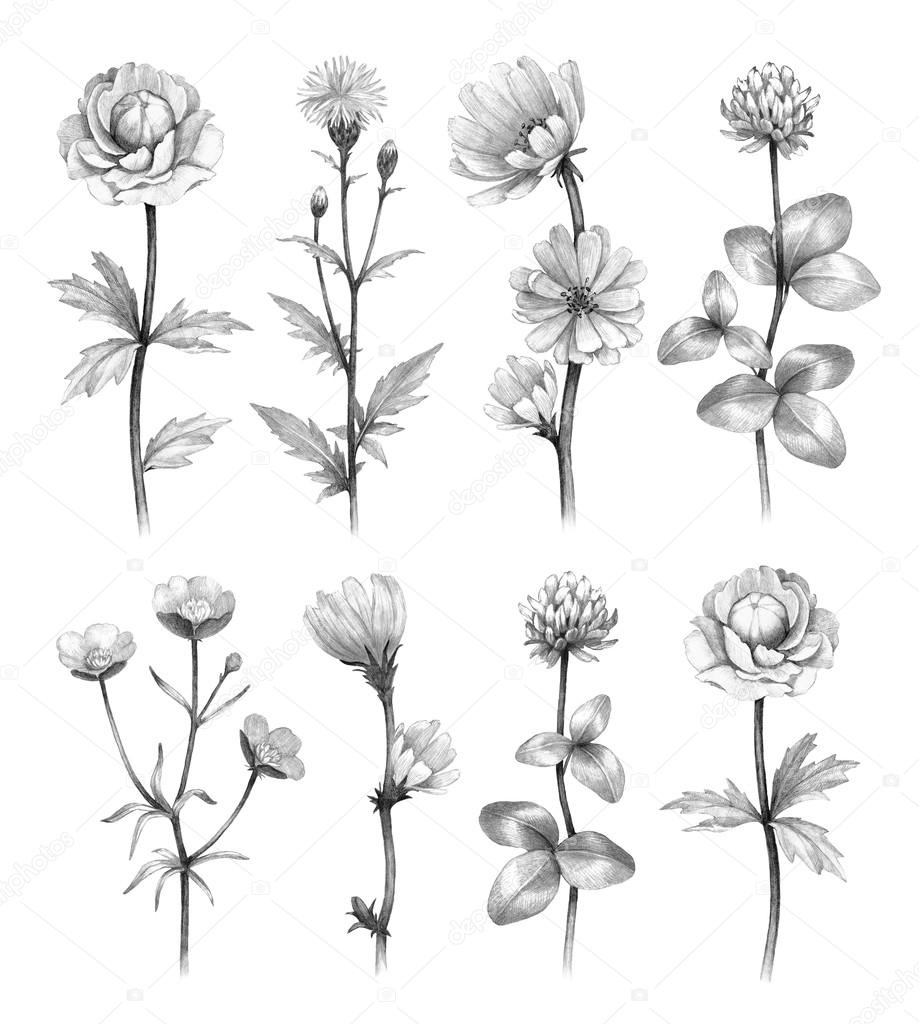 Wild flowers illustrations