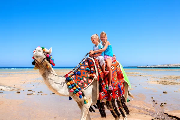 Toeristen rijden camel op het strand van Egypte. Stockafbeelding