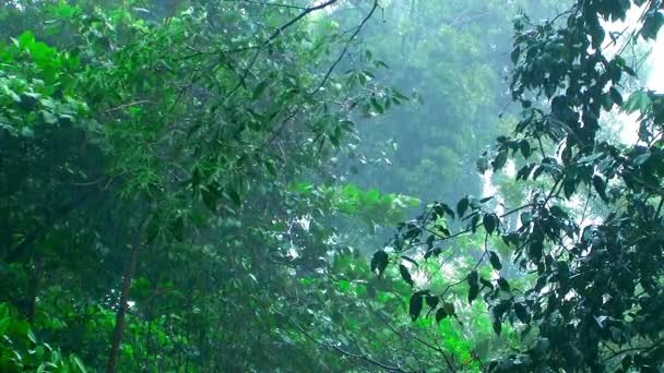 Lluvia gatos y perros en selva tropical . — Vídeos de Stock