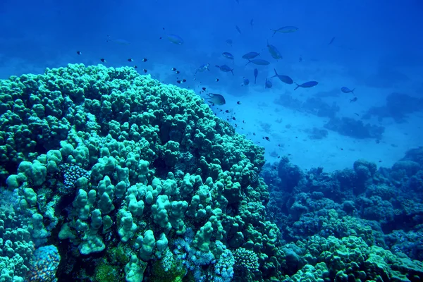 Agua de pescado de coral . — Foto de Stock