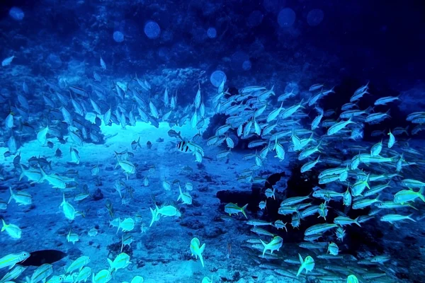 Gruppo di acqua di pesce corallo . — Foto Stock