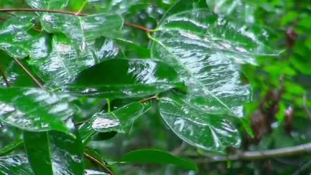 Regentropfen fallen auf grüne Blätter