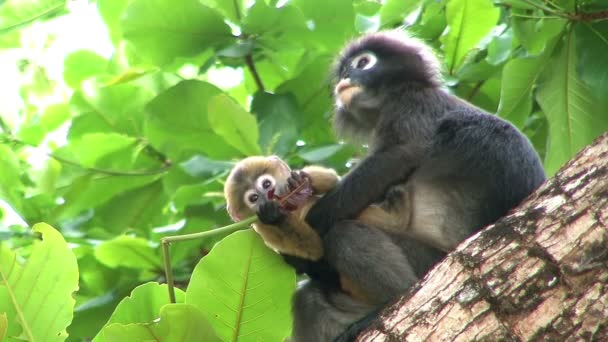 Anne maymun ve bebek maymun — Stok video