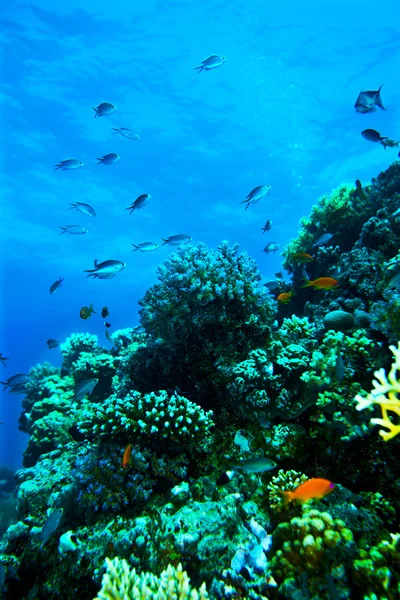 Groupe de poissons coralliens dans l'eau . — Photo