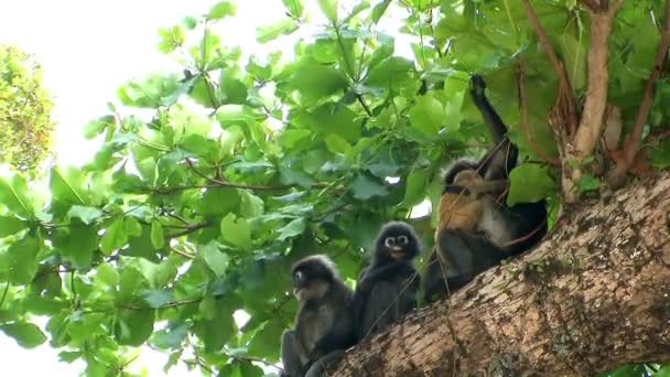 Moeder monkey en baby aap op boom. — Stockvideo