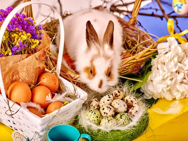 Bodegón de Pascua con huevos y conejo en cesta . — Foto de Stock