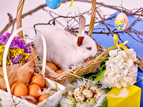 Velikonoční Zátiší s vejci a králíka v košíku. — Stock fotografie