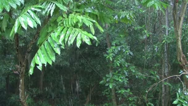 Regendruppels die vallen op Bladeren. — Stockvideo