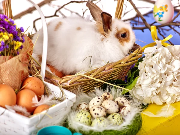 Bodegón de Pascua con huevos y conejo en cesta . —  Fotos de Stock