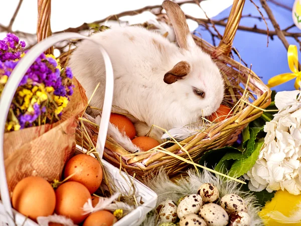 Conejo de Pascua bodegón con huevos en cesta . —  Fotos de Stock