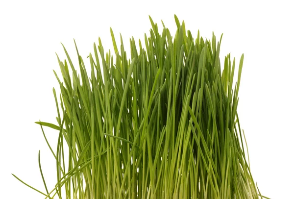 Vers groen gras — Stockfoto